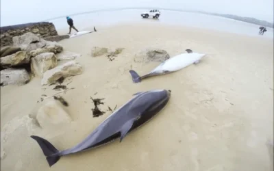 14 Delfine starben am Strand von Oyambre in Kantabrien