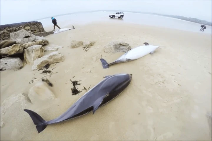 Delfines en Oyambre cantabria aparecen muertos
